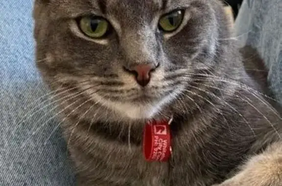 Lost Grey Tabby Cat on Hay St, Whitehorse
