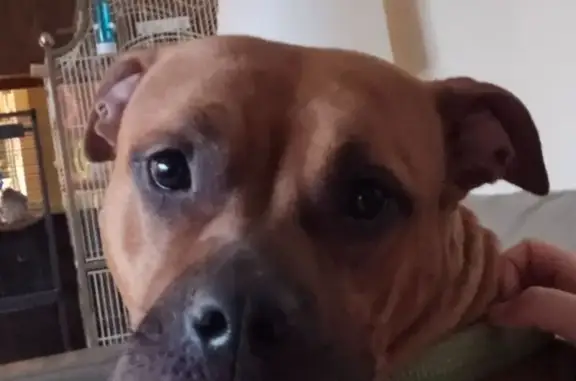 Lost Chunky Pitbull Mix Near F...