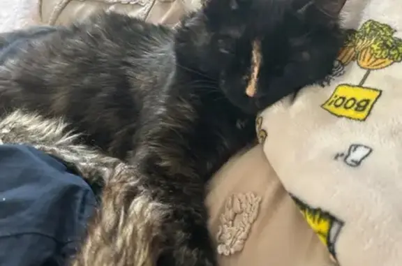 Lost and found pets , photo: Help Find Cleo: Skittish Tortoiseshell Cat