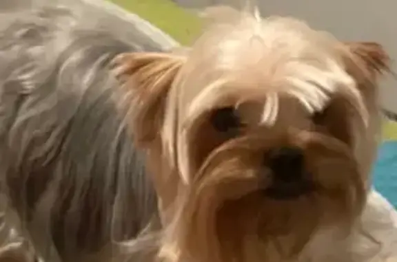 Lost Dog in Miami: SW 157th Te...