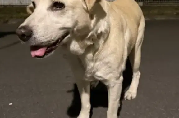 Chien trouvé Lorgies, photo: Chienne beige croisée labrador trouvée D167