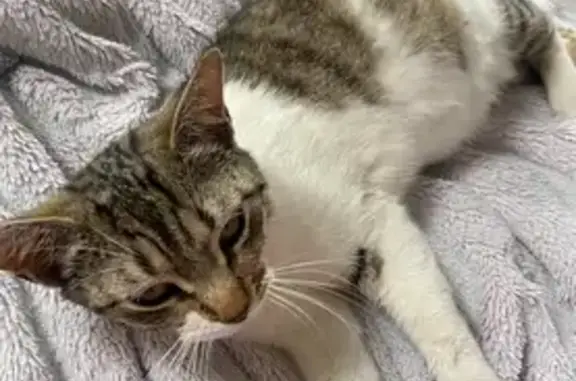Chatte douce perdue à Bompas en août - photo