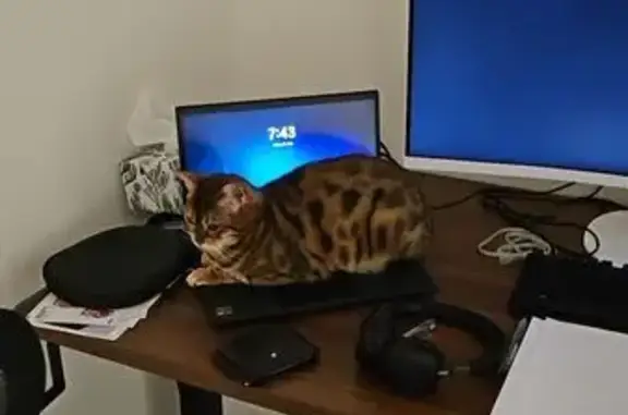 Lost Bengal Cat - Female, Port Adelaide