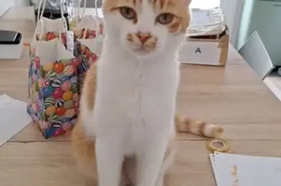Animaux perdus , photo: Chat roux et blanc perdu à Vihiers