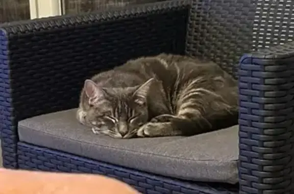 Chat perdu, Meyzieu, photo: Chat tigré gris perdu à Meyzieu