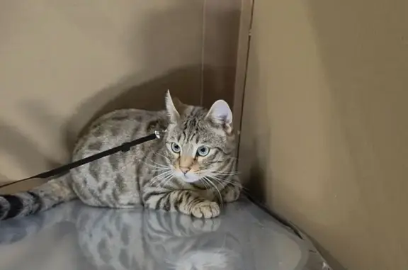 Lost Bengal Cat: Green Eyes, Grant Rd