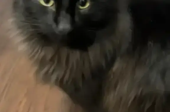Lost Black Cat: Friendly, 1 Yr, Chip in Ear