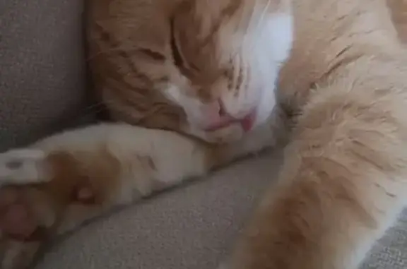 Chat roux perdu à Hautot-sur-Seine - photo