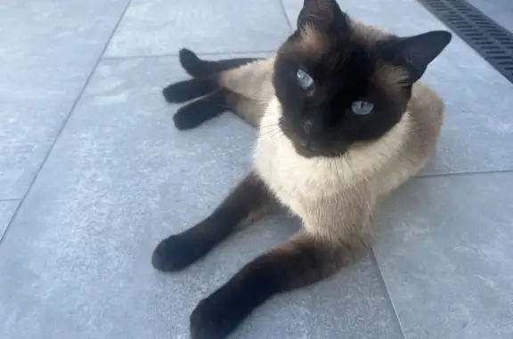 Siamoise aux yeux bleus perdue à Agde - photo
