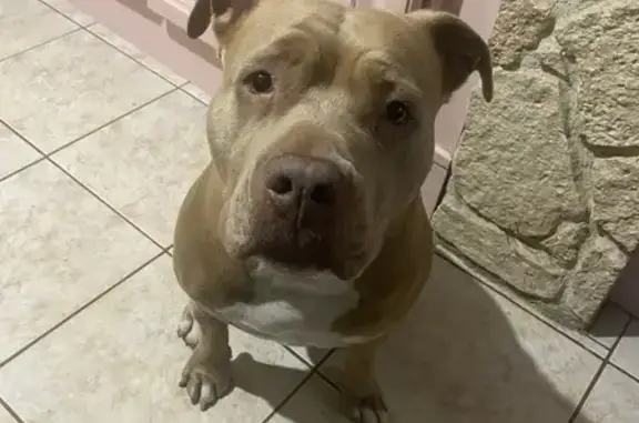 Chien perdu Béziers, photo : Chienne perdue, peureuse, Béziers