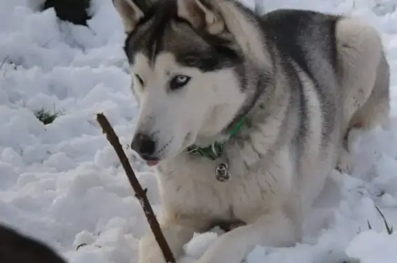 Chien perdu yeux vairons collier vert - photo