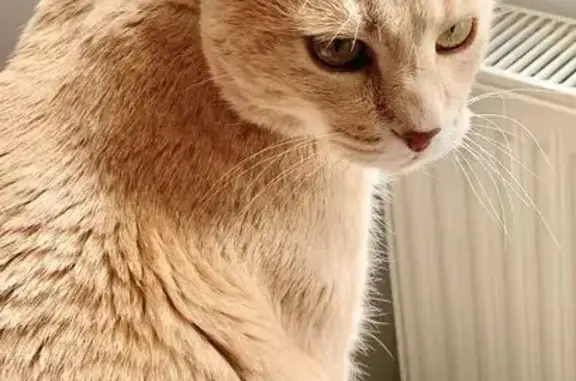 Animaux perdus , photo: Chat mâle sable perdu à Moirans