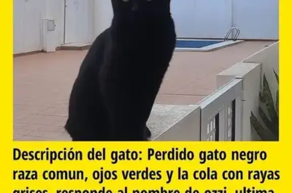 Gato Negro Perdido en Torrevieja: Ojos Verdes