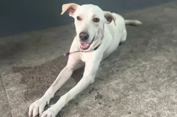 cachorro encontrada