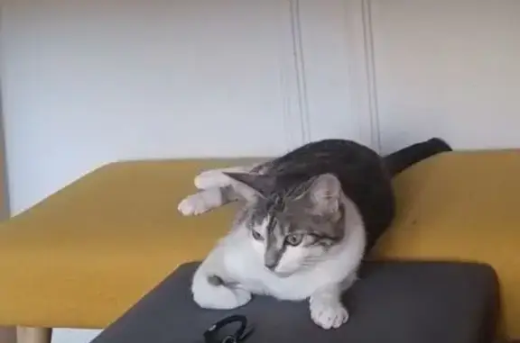 Animaux perdus La Teste-de-Buch, photo: Chatte perdue, méfiante, La Teste-de-Buch