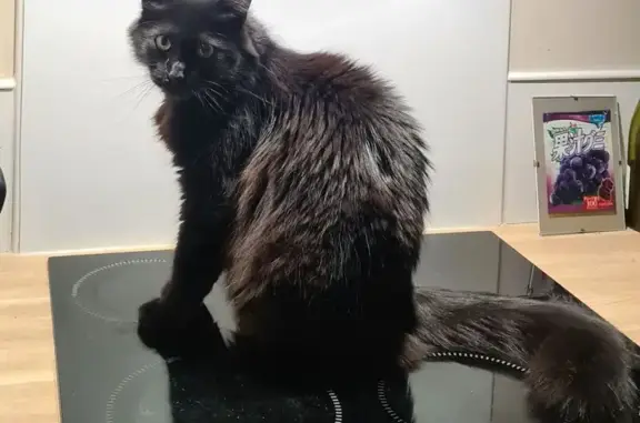 Animaux perdus Cusset, photo: Chat perdu : noir, yeux jaunes, Cusset
