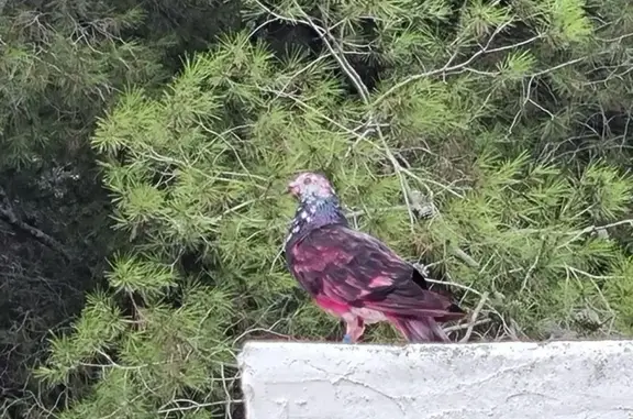 Paloma Rosa Anillada Aparece e...