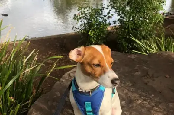 Lost Dog: White & Tan, St. James St.