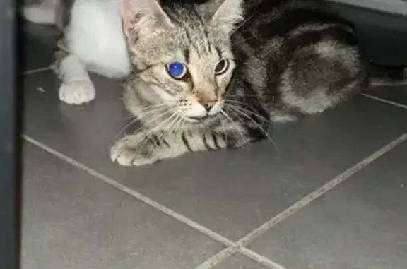 Chatte tigrée perdue à Morières-lès-Avignon - photo