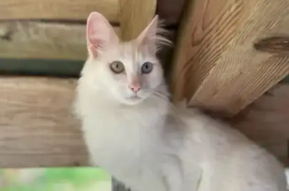 Chatte blanche perdue, yeux vairons, St-Paul - photo