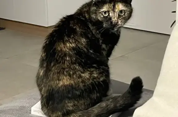 Chat perdue : Sakura, écaille de tortue - photo