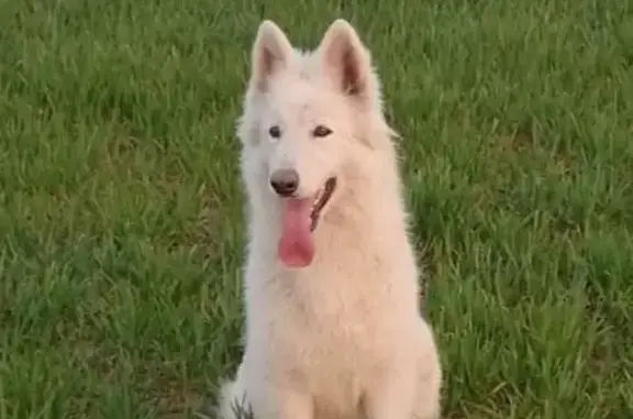 Chien perdu Mervans, photo : Berger blanc suisse perdu à Mervans