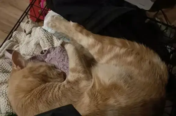 Lost Pale Ginger Tabby on Midland Hwy