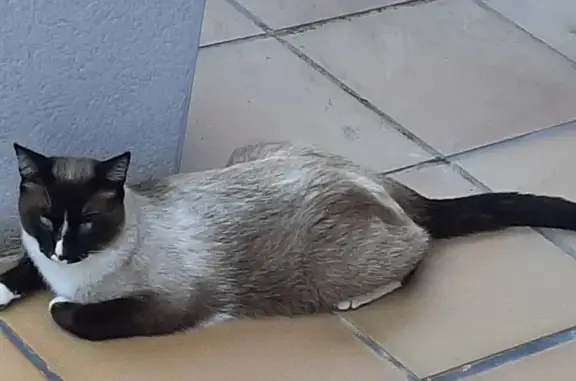 ¡Gato Siamés Perdido en Piera! Ayuda