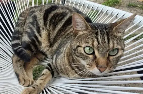 Animaux perdus Vincennes, photo: Chat perdu : Skippy, Vincennes, 15 août