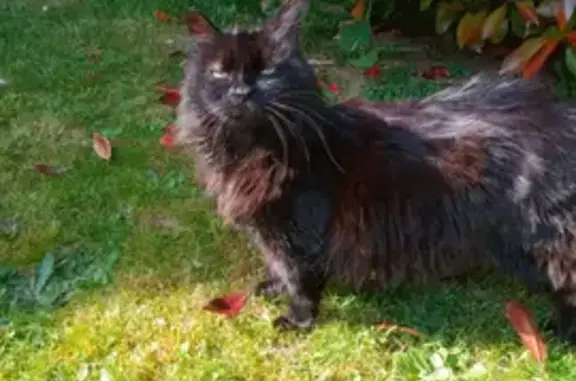 Chat noir à poils longs perdu à Villeneuve - photo