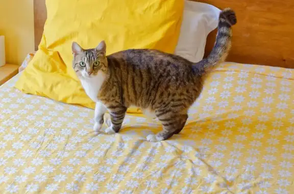 Animaux trouvés Antony, photo: Chat tigré trouvé, jeune, en bonne santé