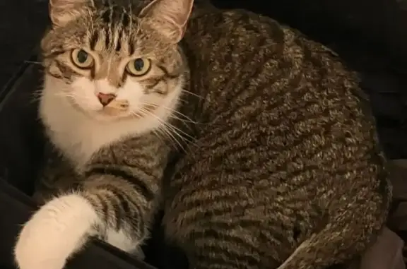 Animaux perdus Échirolles, photo: Chatte perdue : Litchie, 5 ans, Échirolles