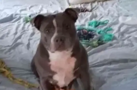 Missing dog Brisbane, photo: Lost Gray Staffy: Friendly, Not Dog-Friendly