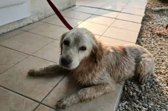 Chien trouvé , photo: Chien sauvé de la noyade à Labarde