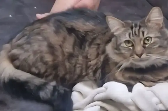 Chat perdu : Biscuit, poils longs, Lillebonne - photo