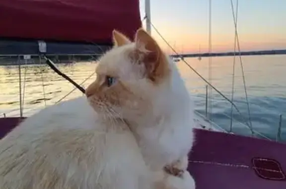 Chat Walter perdu à La Turballe : Aidez-nous - photo