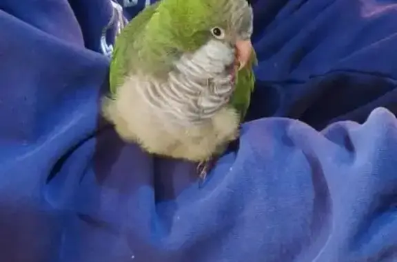 Lost Parrot: Help Nugget Return Home!