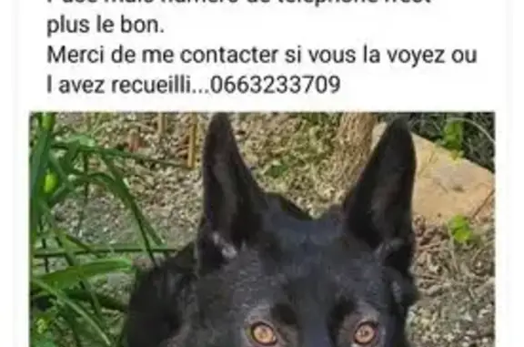 Chienne Loup noire 1 an perdue à Reims - photo