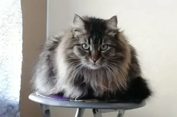 Chatte tigrée perdue à Souleuvre en Bocage - photo