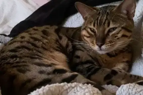Chat perdu, Marseille, photo: Chat Bengal perdu, 4 ans, Avenue Sebastiani