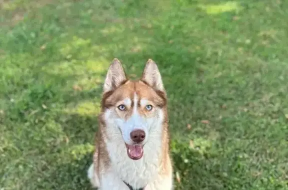 Husky blanc/roux perdu à Montmoreau - photo