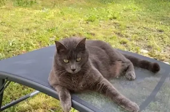Chat perdu à Sarrebourg : Léo, peureux mais câlin - photo