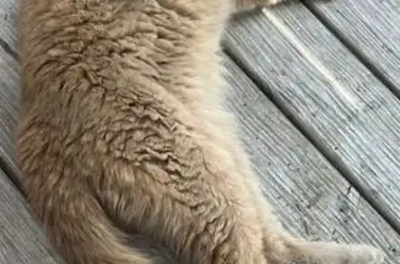 Animaux trouvés Pontchâteau, photo: Chat beige affectueux trouvé à Pontchâteau