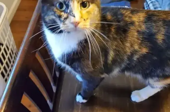 Missing cat Altoona, photo: Lost Calico Cat: Notched Ear, Altoona