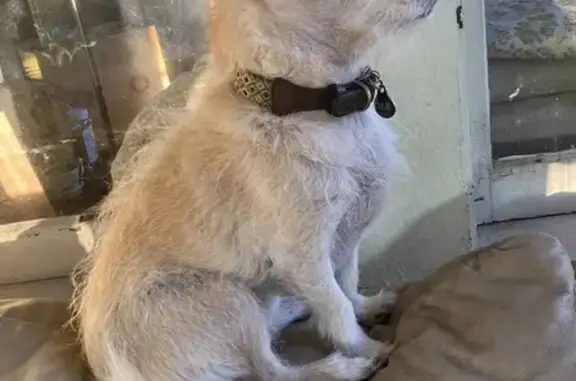 Lost Tan Dog with Wiry Fur on E 43rd St