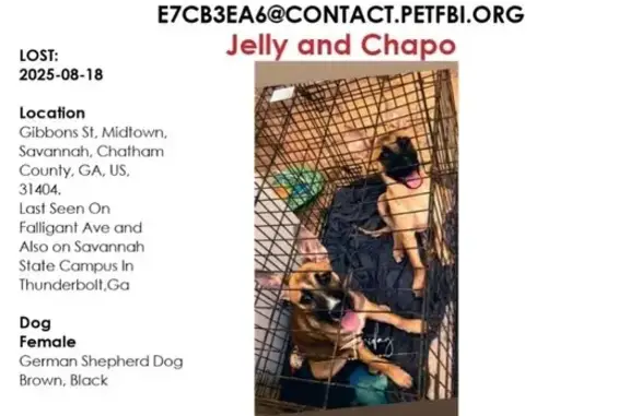 Lost Dog: Brown & Tan on Falligant Ave