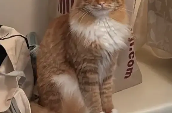 Lost Ginger Cat: White Chest & Belly