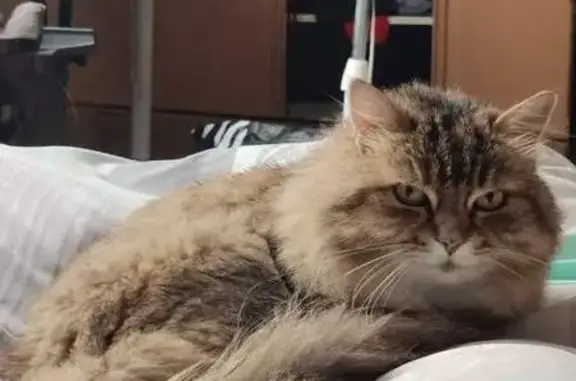 Animaux perdus Morlaàs, photo: Chatte perdue à Morlaàs, rue des Érables