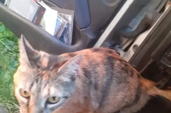 Chatte écaille perdue, douce et pucée - photo