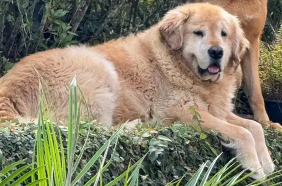cachorro desaparecida
